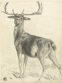 Deer (recto); Skull of Giraffe (verso) by Edwin Henry Landseer