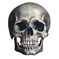 Skull anthropology sculpture halloween.