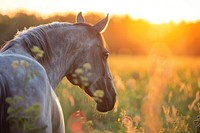 Horse sunlight nature outdoors.