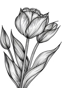 Tulip flower illustrated drawing sketch.