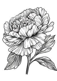 Peony flower illustrated drawing blossom.