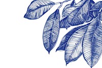 Vintage drawing rubber plant leaves illustrated annonaceae sketch.