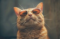Orange Cat with Sunglasses sunglasses animal mammal.