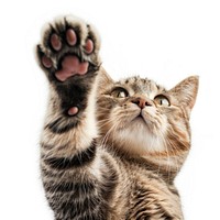 Cat paw up mammal animal kitten.