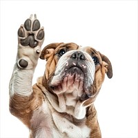 Bulldog paw up mammal animal pet.