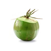 Green coconut produce fruit plant.