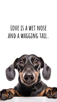 Pet  quote Facebook story template