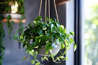 Pothos plants hanging leaf potted plant.