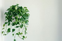 Pothos plants hanging leaf potted plant.