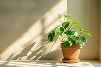 Pothos plants windowsill leaf potted plant.