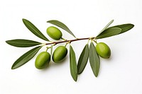Olive branch plant leaf food.