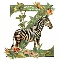The letter Z zebra animal mammal.