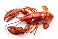 Cooked lobster seafood animal white background.