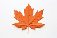 Maple plant leaf tree.