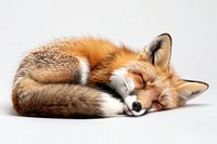 Fox sleeping wildlife animal mammal.