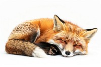 Fox sleeping wildlife animal canine.