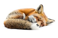 Fox sleeping wildlife animal mammal.