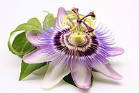 Passion flower blossom anther plant.