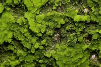 Moss texture vegetation rainforest outdoors.