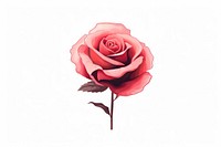 Rose illustration blossom flower plant.