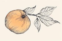 Peach drawing illustrated produce.