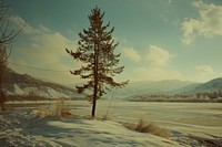 Siberia landscape in winter vegetation outdoors scenery.