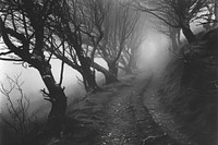 Scary forest tree path fog.