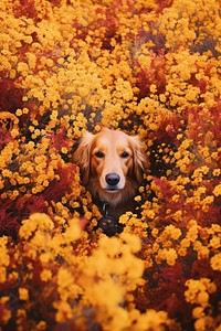 A happy dog flower land backgrounds.