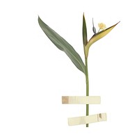 Adhesive tape plant flower leaf.