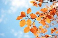 Autumn colored leaves sky outdoors sunlight.