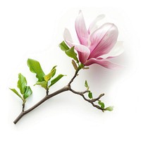 Magnolia flower blossom petal plant.