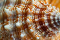 Shell texture animal conch macro photography.