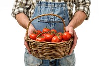 Farmer holding a basket of tomatoes adult white background agriculture.