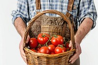 Farmer holding a basket of tomatoes adult agriculture studio shot.