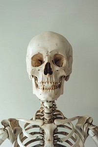 Skeleton anthropology sculpture portrait.