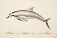 Dolphin drawing dolphin illustrated.