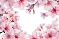 Illustration of cherry blossom backgrounds outdoors flower.