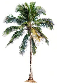 Photo of tropical tree arecaceae produce plant.