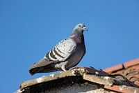 Photo of a pigeon animal bird blue.