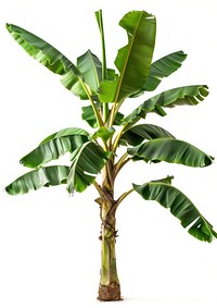 Photo of banana tree produce fruit plant.