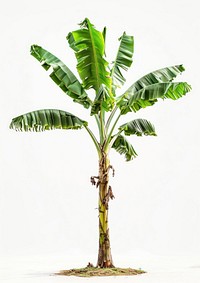 Photo of banana tree arecaceae produce fruit.