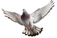 Photo of flyingpigeon animal bird white background.