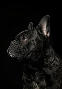 Photo of black french bulldog portrait animal mammal.