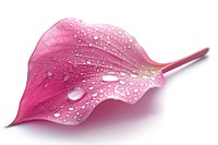 Raindrops on a petal flower plant leaf.