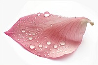 Raindrops on a petal plant leaf freshness.