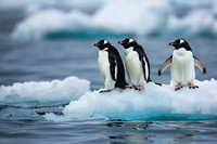 Penguins float on the ice floe outdoors nature animal.