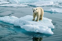 Global warming bear ice wildlife.