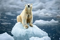 Global warming bear wildlife outdoors.