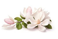 A magnolia flower blossom petal plant.