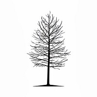 A plam tree silhouette stencil conifer.